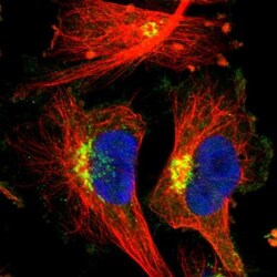 Eps8 Antibody, Novus Biologicals:Antibodies:Primary Antibodies